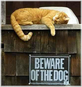 beware-of-dog
